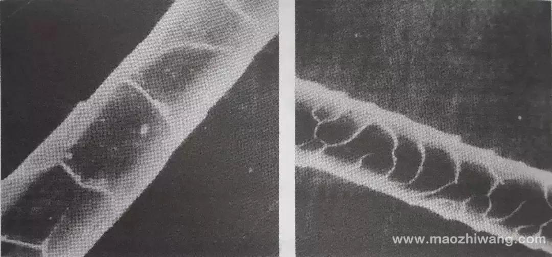 不同种类羊毛的秘密你都知道吗?